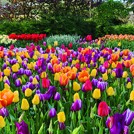 Tulip Garden